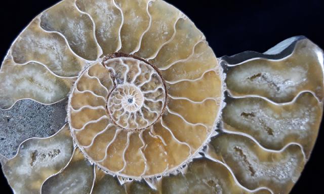 Cleoniceras (Grycia) besairiei COLLIGNON 1949 - Bild © FossNet FossilienStore